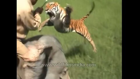 This man was nearly killed by a tiger😱!!