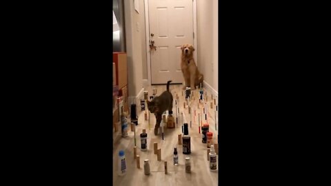 Golden Retriever Dog Gracefully Walks Through Cosmetic Maze