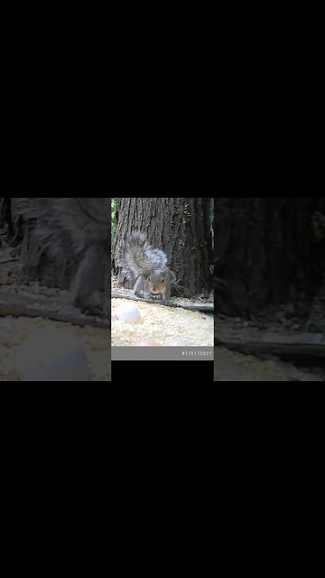 Squirrel 🐿️Stretch 🐿️Athlete ⚽in the making #cute #funny #animal #nature #wildlife #trailcam #farm