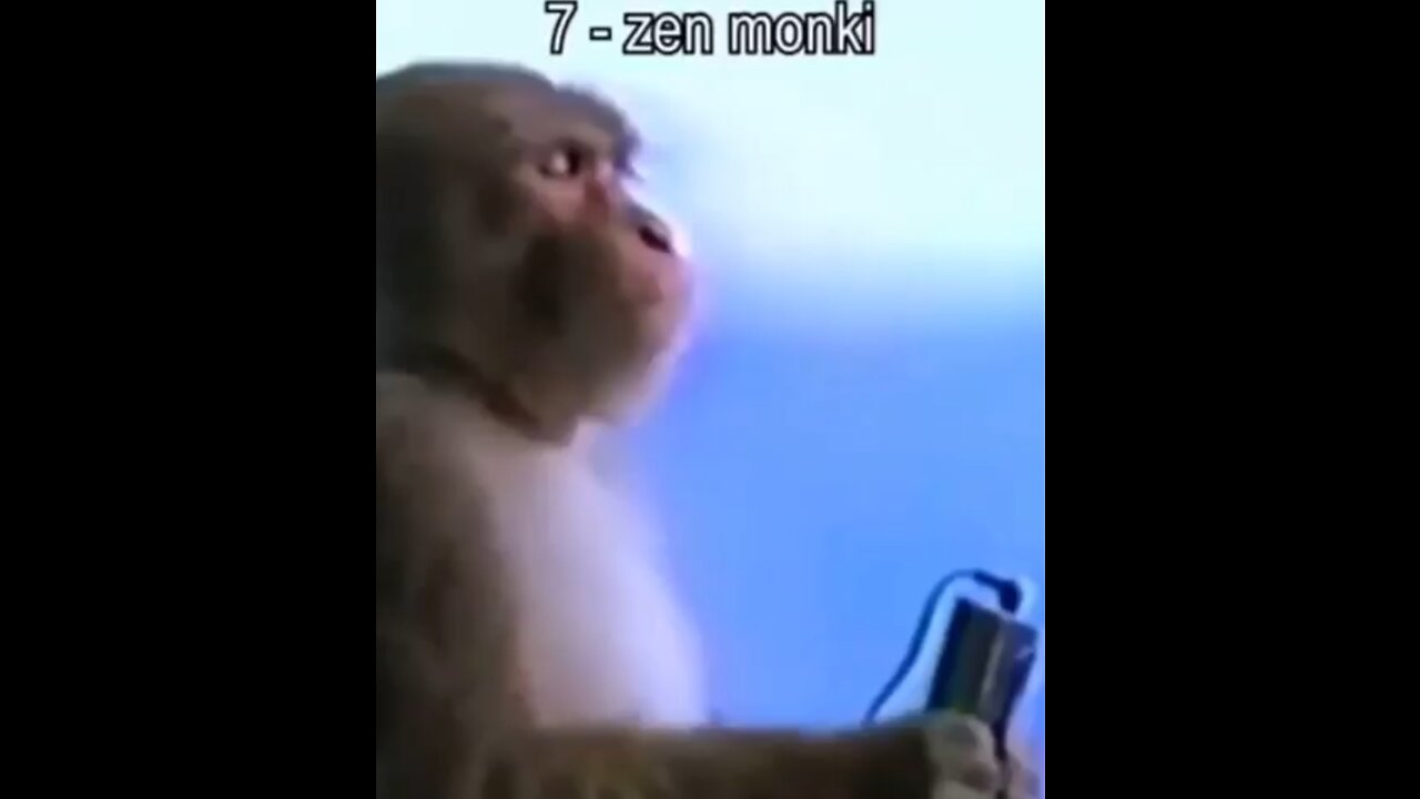 Top 10 monkey videos