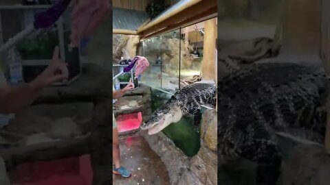 How alligator get in water #shorts #funny #animals