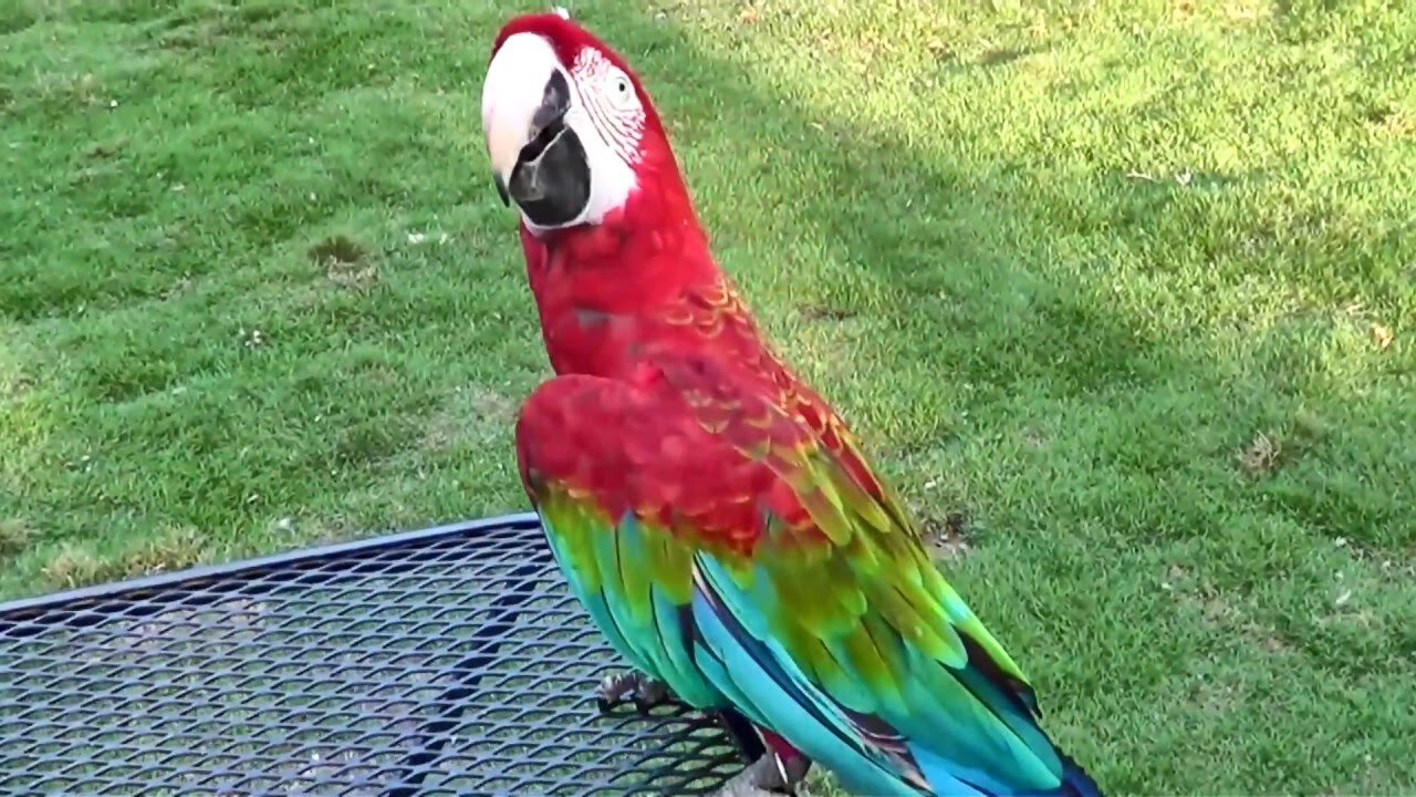 Parrots play and dance. You must be laughing