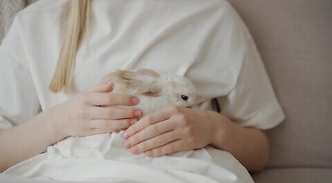 A cute rabbit 🐇 sitting with her care taker