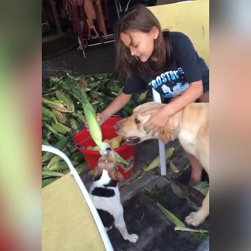 "Two Dogs Help A Girl Shuck Corn"