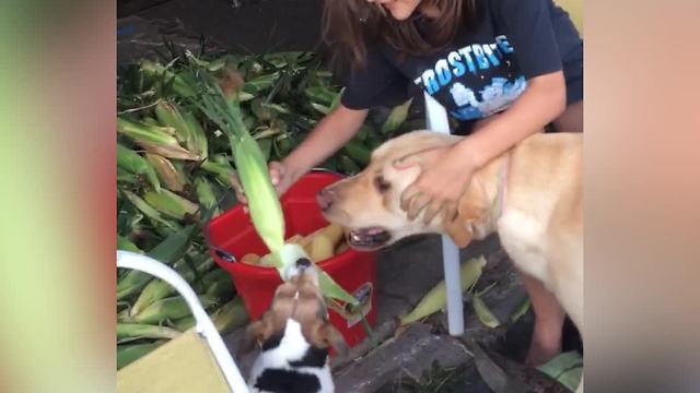 "Two Dogs Help A Girl Shuck Corn"