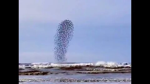 A flock of sandpipers captured over Ocean Shores, Washington by Peggy Dolane. #shorts