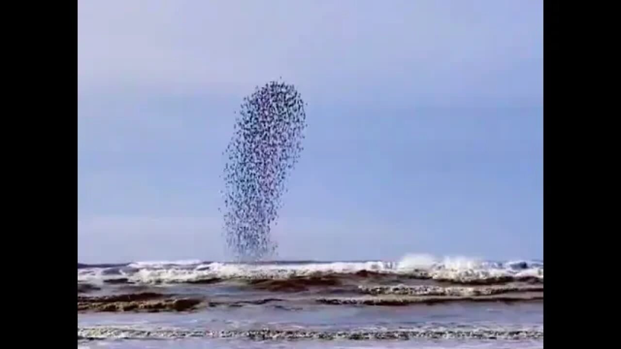 A flock of sandpipers captured over Ocean Shores, Washington by Peggy Dolane. #shorts