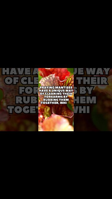 Incredible Random Facts That Will Expand Your Mind! [2023] #shorts #facts #viralshorts #fyp #life