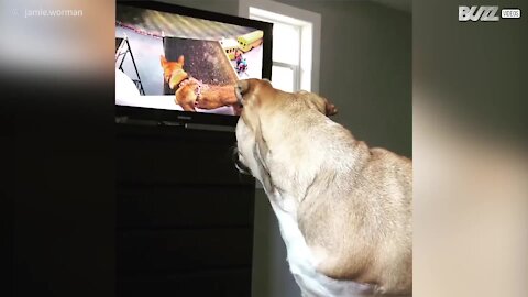 Cagnolina confusa vedendo un cane in TV