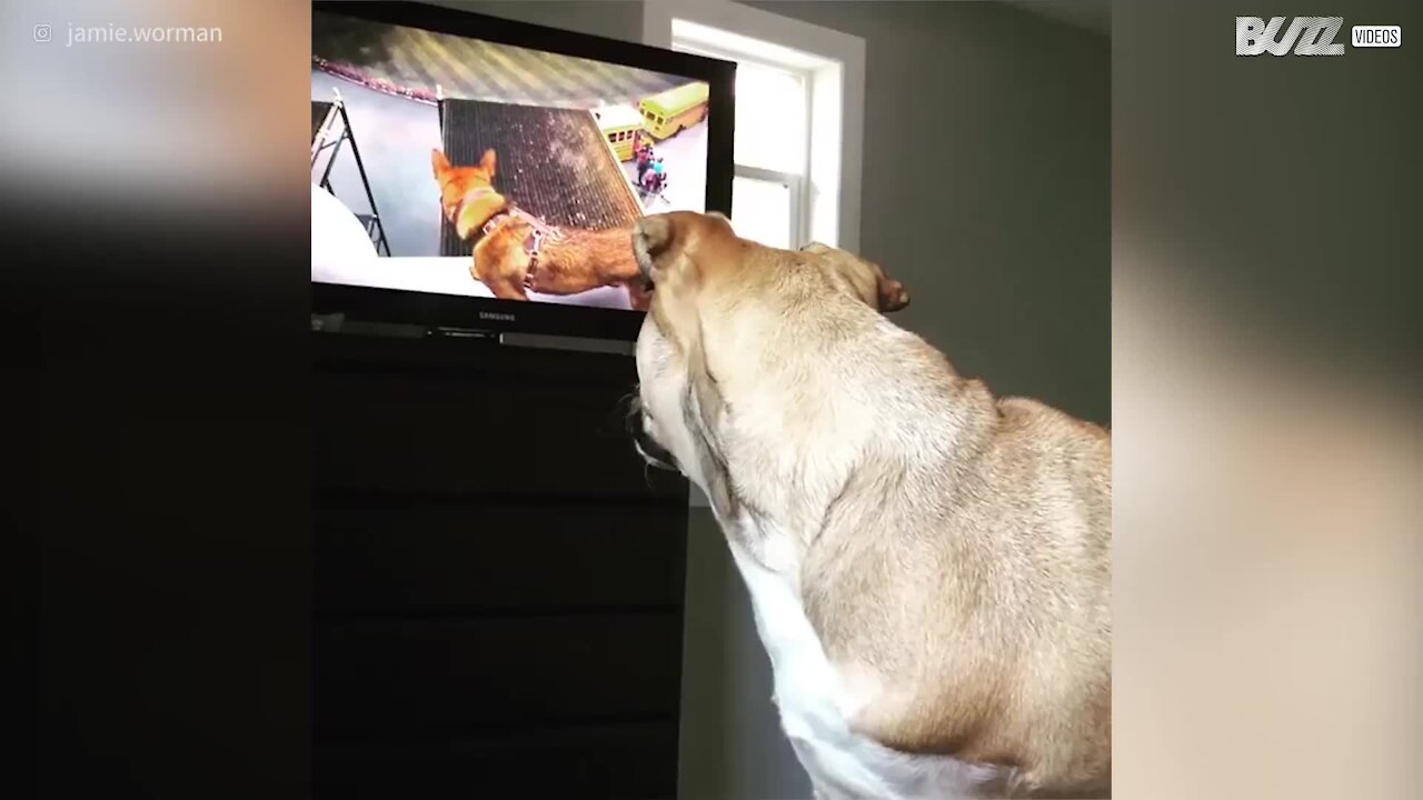 Cagnolina confusa vedendo un cane in TV