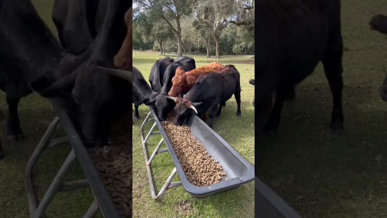 Cows ready to eat! #cow #cows #cowvideos #cattle #cattlefarm #shorts #aerosmith