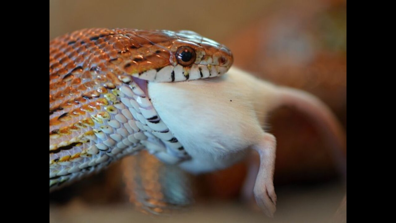 Cobra tries to catch mouse, but mouse is too fast