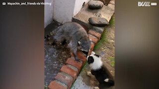 Cãozinho brinca com guaxinim a tomar banho!