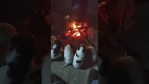 These Puppies Are So Adorable Lined up Around Camp fire