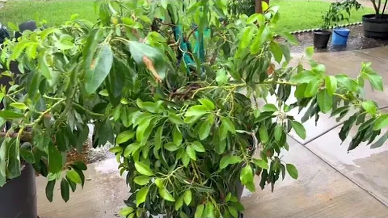 Hurricane update... Flooding... Avocados will survive