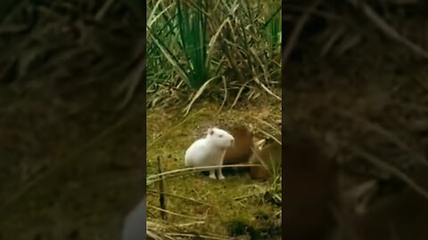 Carpincho albino en Tacuarembó! #tacuarembó #uruguay