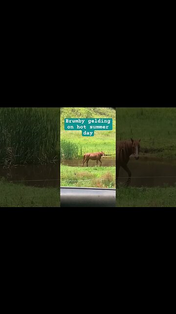 Brumby gelding during heat wave