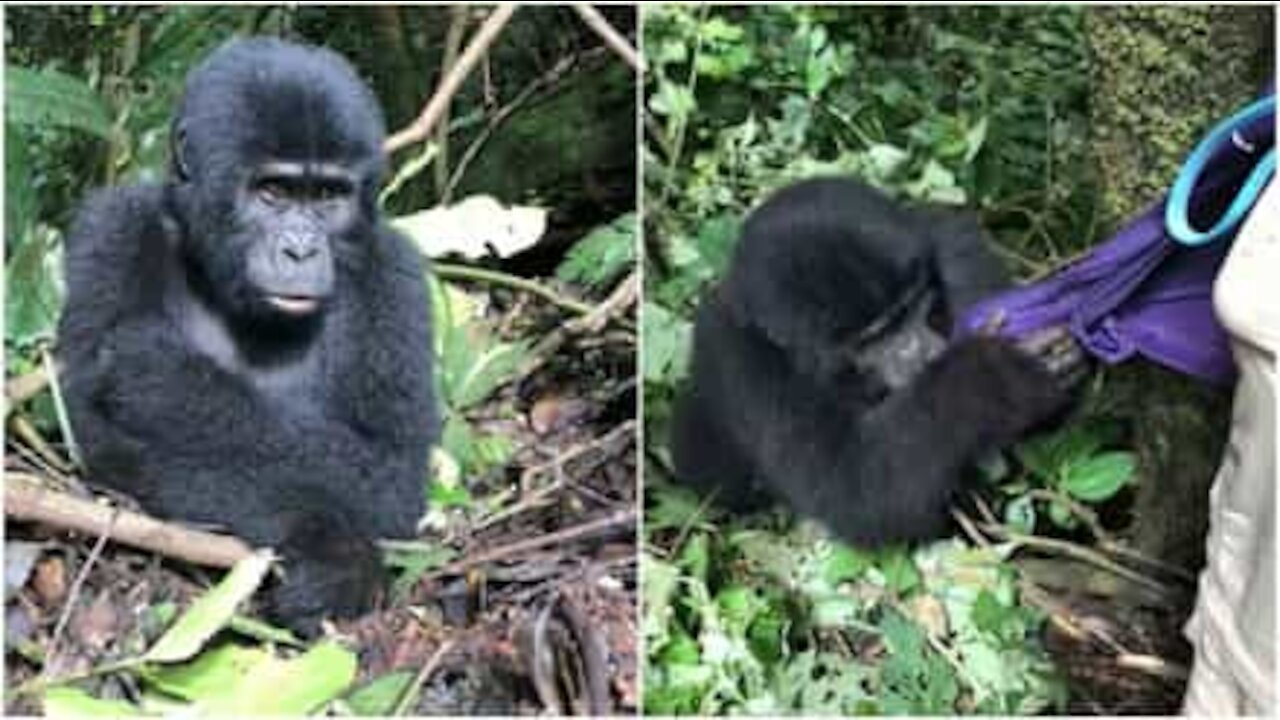 Cucciolo di gorilla cerca di rubare la giacca a un turista