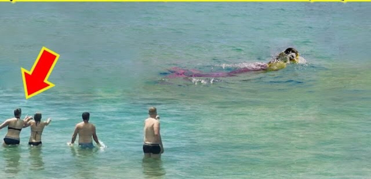 Mermaid seen floating in the water