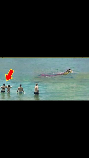 Mermaid seen floating in the water