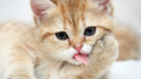 Cute baby cats funny moments 💕 ( #part 3 )😂😂