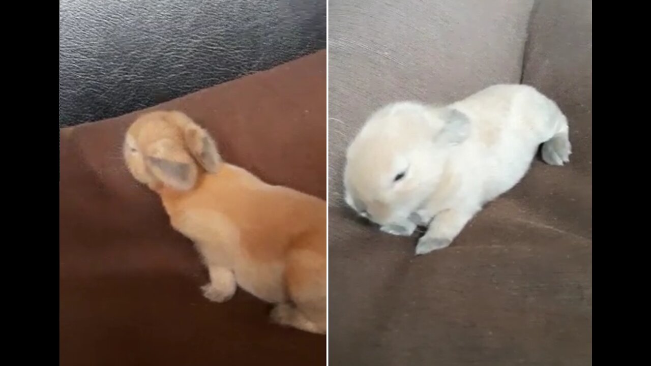 Baby Bunny first walk