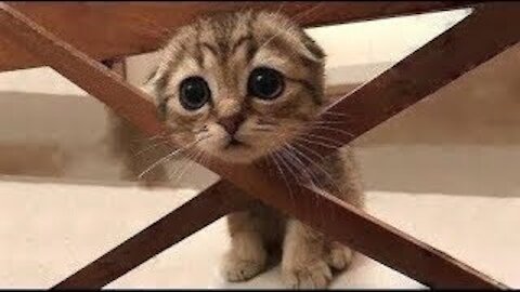Cute animals Funny moments 😁 You will loved it
