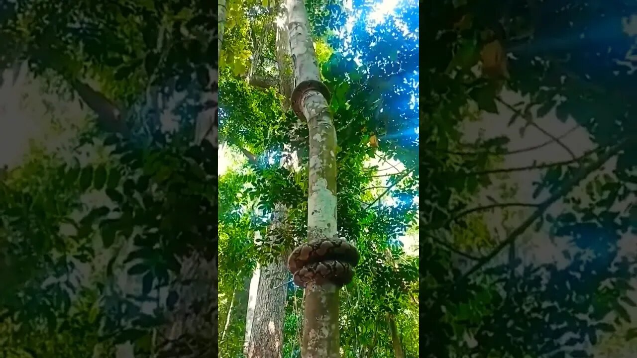 Snake ЁЯРН in Tree ред Snake редред