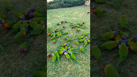 Lots of Lorikeets l #shorts l #rainbowlorikeet l #ytshorts