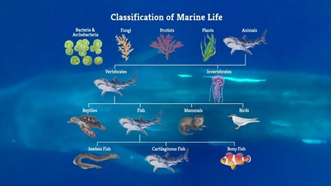 Kingdoms of Marine Life | Marine Biology | The Good and the Beautiful