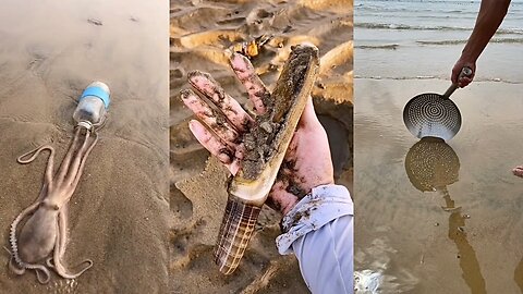 ASMR Hunting Sea Animals Around the Beach