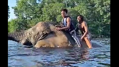 Elephant bathing in river