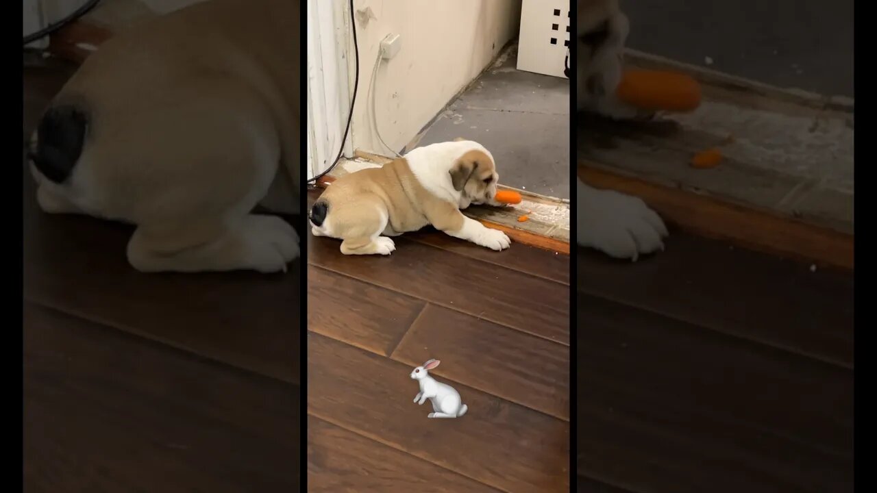 When My Puppy Was a Bunny 🐰 #dogsofyoutube