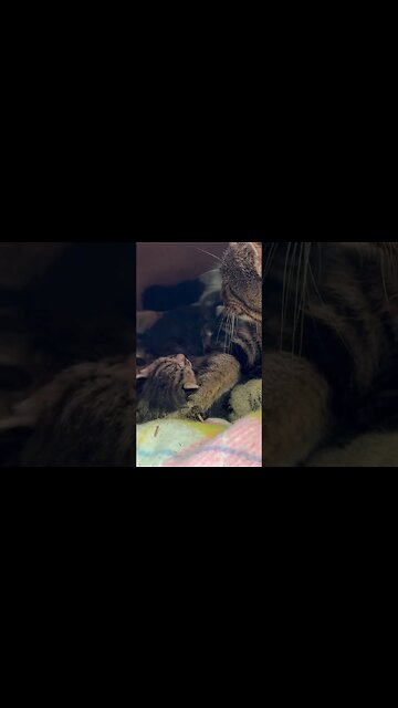 Our Momma Cat Gave Birth💕