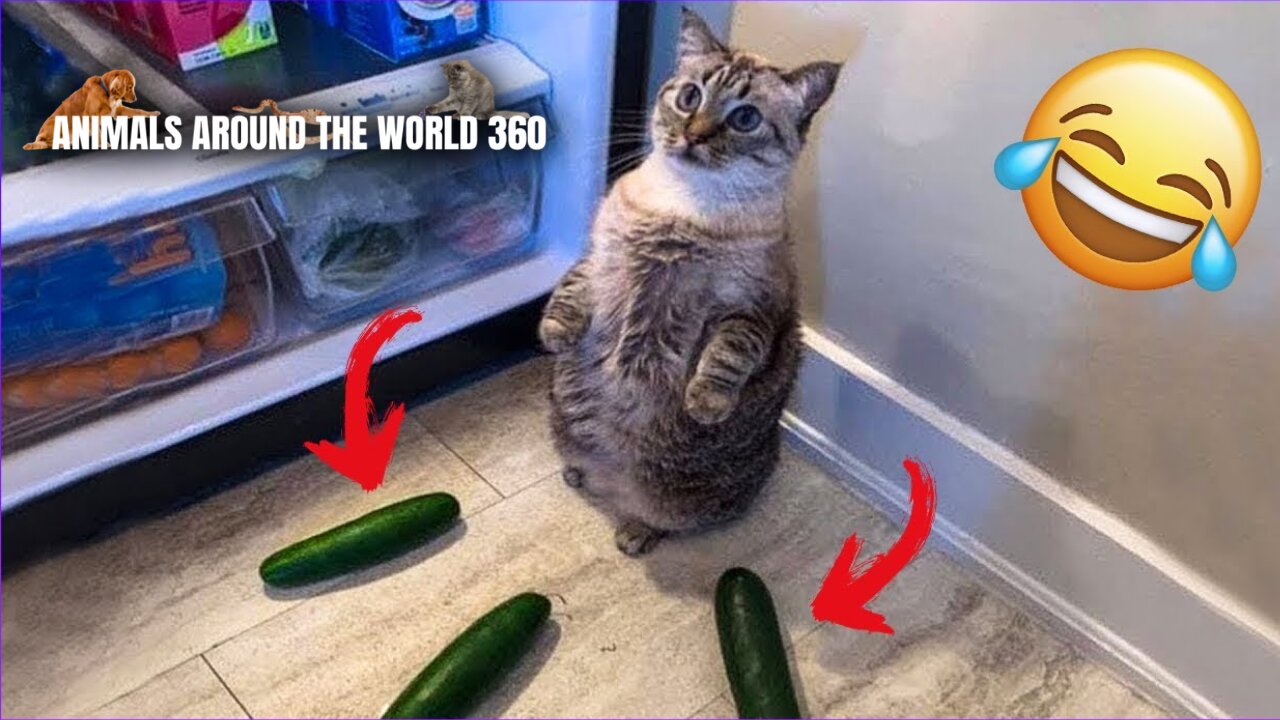 Cat with 3 cucumbers on the side | Video of funny cats | Animals Meme 2022 | Try not to laugh