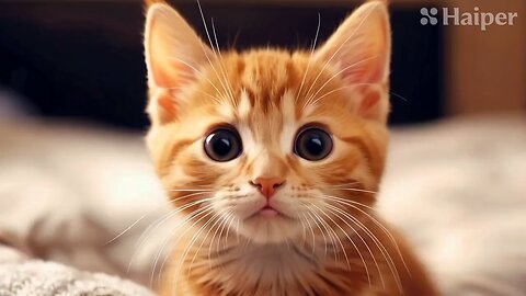 Cute Cat Gif
