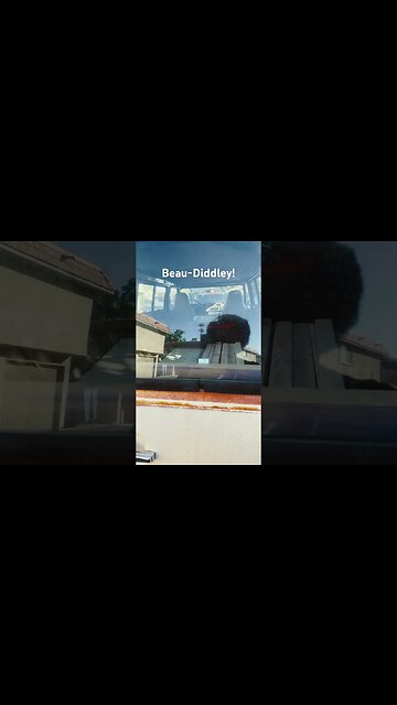 Meet Beau-Diddley! #camping #vanlife #westvirginia