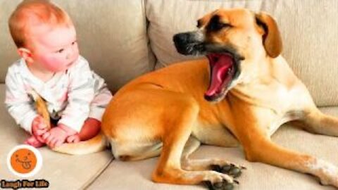 Funny babies and dogs