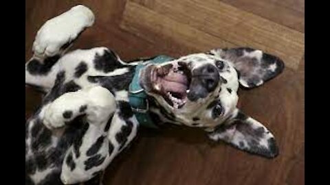 Funniest & Cutest Labrador Puppies Funny Videos 2021