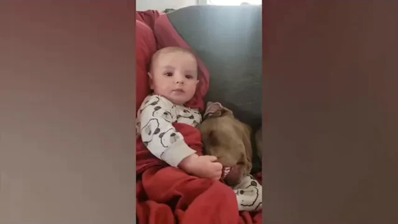 Cute @ Babies @ Playing @ With @ Dogs @ Compilation Funny Baby And Pets