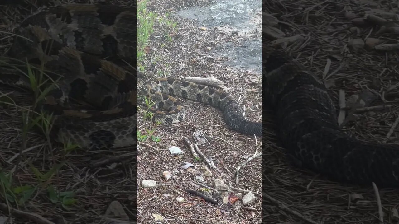 TIMBER RATTLESNAKE!!!!!