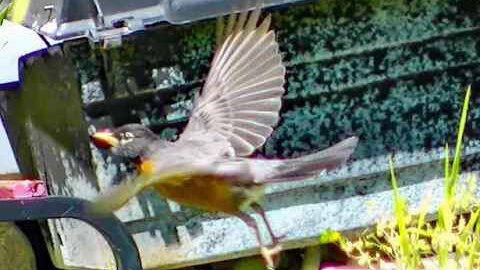 IECV NV #370 - 👀 American Robin Exploring The Backyard 🐦5-29-2017