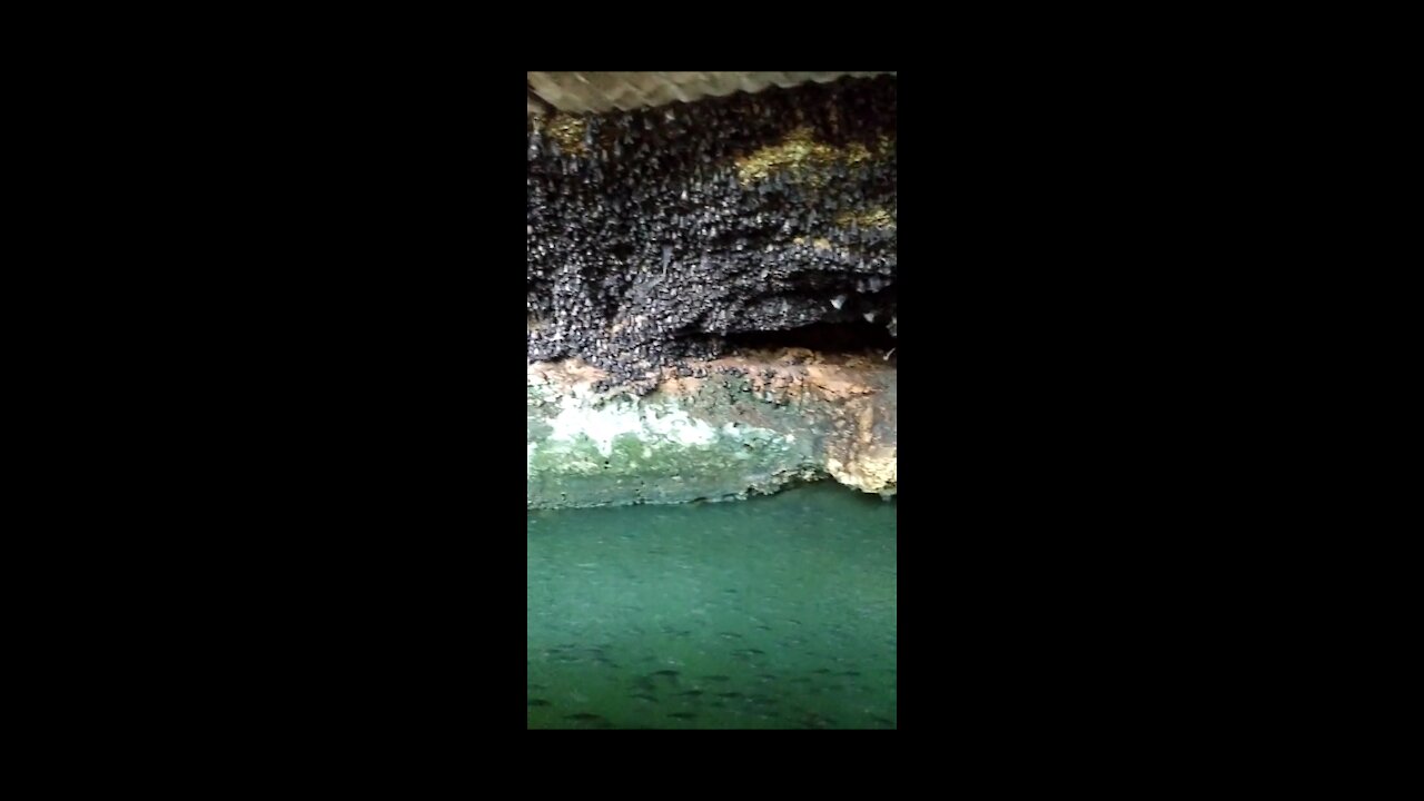 Thousands of fish and bats live in one cave