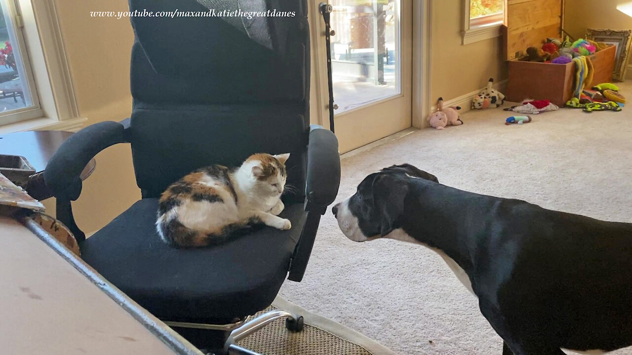 4 Month Old Great Dane Puppy Uses Her Chat With The Cat Voice