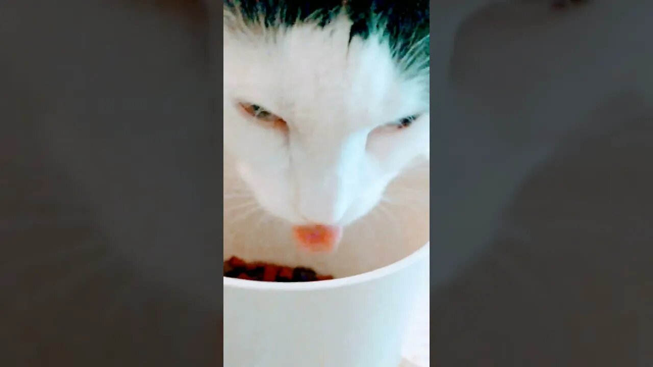 Bowl? What bowl? Straight from the tap! #cat #catlover #cats #shortvideo #catvideos #treats #short