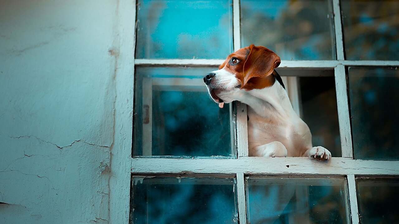 Dog x Window