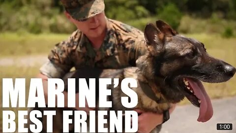 Marine's best friend | explosive detraction dog