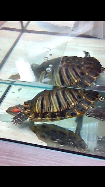 The turtle rejoices at new home