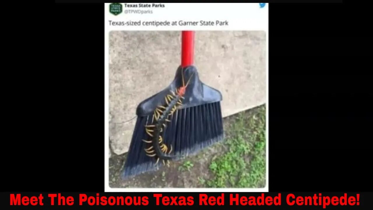 Meet The Texas Giant Red Headed Poisonous Centipede!