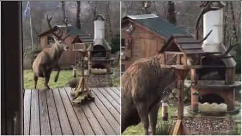 Veado guloso rouba comida de pássaros